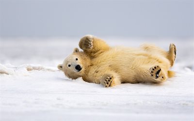 polar bear, winter, snow, arctic, bears, predators, wildlife, little bear cub, white bear