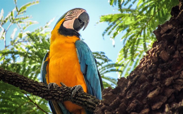 blå-och-gul ara, 4k, bokeh, färgglad papegoja, ara ararauna, färgglada fåglar, vilda djur, papegojor, ara, blå-och-guld ara