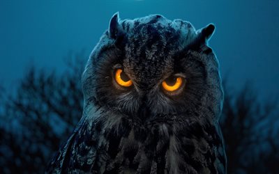 4k, Owl, night, yellow eyes, wildlife, bokeh, Strigiformes, Owls, Owl at night