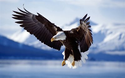 गंजा ईगल, संयुक्त राज्य अमेरिका का प्रतीक, शिकारी पक्षी, उड़ान में गंजा ईगल, गंजा ईगल विंगस्पैन, वन्यजीव, अमेरीका, उत्तरी अमेरिका