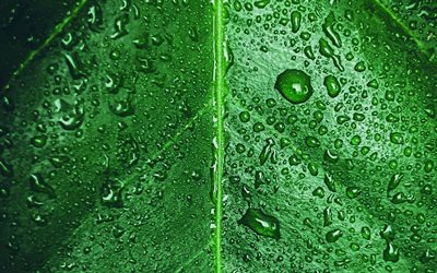 foglia verde con rugiada, macro, texture naturali, texture foglie, gocce d acqua, sfondo con foglia, motivi foglia, texture foglia, motivi foglie, foglia verde