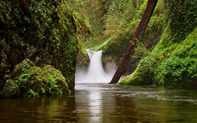 Punch Bowl Falls, waterfall, mountain river, Eagle Creek, forest, fern, Oregon, Columbia River Gorge, USA