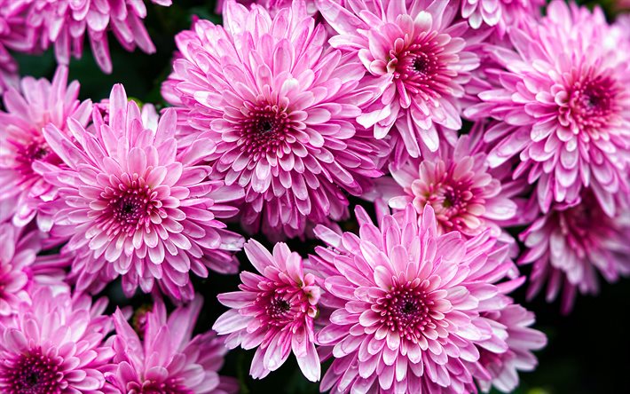 핑크 국화, 4k, 매크로, 아름다운 꽃들, 국화, 핑크 꽃
