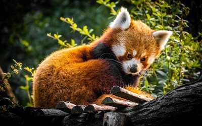 red panda, zoo, bamboo, HDR, panda on tree, cute animals, Ailurus fulgens, lesser panda, mammals