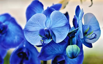 siniset orkideat, 4k, makro, kauniita kukkia, orkidean oksa, siniset kukat, orkideat, orchidaceae