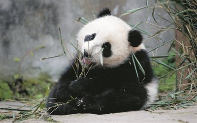 panda gigante, zoológico, simpáticos animales, ailuropoda melanoleuca, oso panda, bokeh, panda, pandas