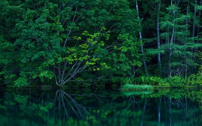 woods, summer, thickets, trees, pond, lake