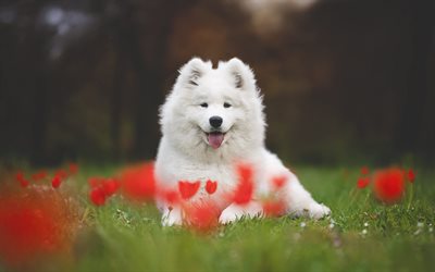 samoyedo, perro blanco, mascotas, perros, samoyedo en la hierba, simpáticos animales, perro blanco esponjoso, hierba verde