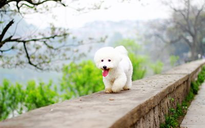 poodle branco, 4k, animais fofos, animais de estimação, cachorros, poodles, canis lupus familiaris, poodle