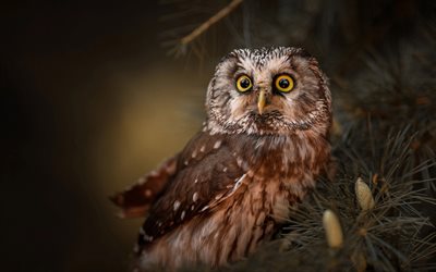 Owl on tree, bokeh, wildlife, pictures with owls, Strigiformes, Owl on branch, Owls, Owl