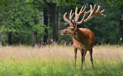 deer, 4k, wildlife, forest, Cervidae, mammals, deer in the wild