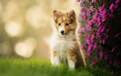 Shetland sheepdog, bokeh, puppy, pets, dogs, sheltie, cute animals, sheltie puppy, Canis lupus familiaris, picture with sheltie