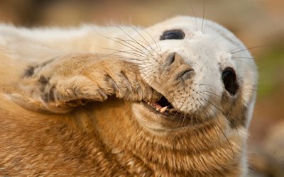 guarnizione grigia, animali divertenti, close-up, Sable Island, Scozia