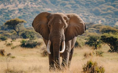 African elephant, evening, sunset, elephants, wildlife, elephant, Africa