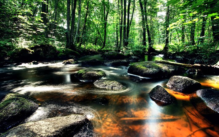 Vastra Gotaland, forest, summer, trees, creek, Sweden