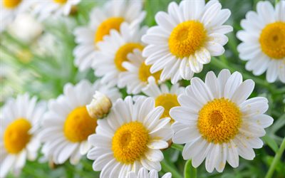 4k, margaritas, bokeh, flores de verano, de cerca, flores blancas, hermosas flores, manzanilla, margarita común, el verano