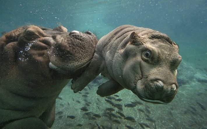 水中, カバ, 赤ちゃんの母, hippos