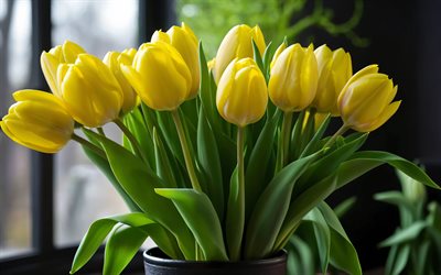 yellow tulips, 4k, close-up, buds, spring flowers, bouquet of tulips, beautiful flowers, spring, background with tulips, yellow flowers, yellow buds, tulips