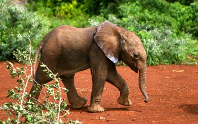 elefante pequeño, lindo elefante, África, los elefantes