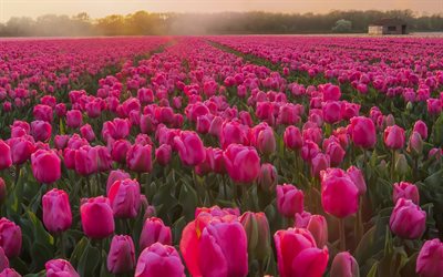 campo de tulipanes rosados, primavera, mañana, amanecer, flores silvestres, tulipanes rosados, fondo de tulipán, niebla, tulipanes