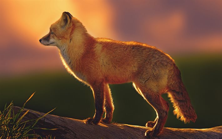 red fox, coucher de soleil, arbre, flou