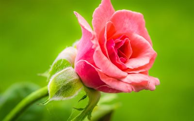 pink rose, 4k, macro, pink flowers, roses, bokeh, beautiful flowers, picture with pink rose, backgrounds with roses, close-up, pink buds