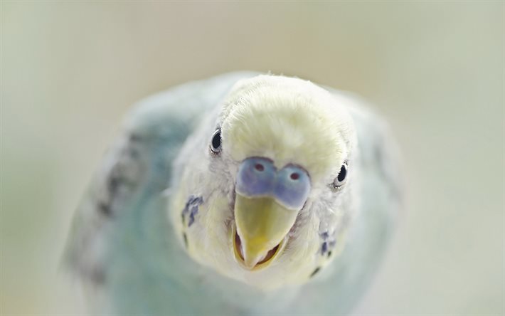 periquito, pássaros exóticos, bokeh, pássaros azuis, periquito de concha, papagaios, melopsittacus undulatus