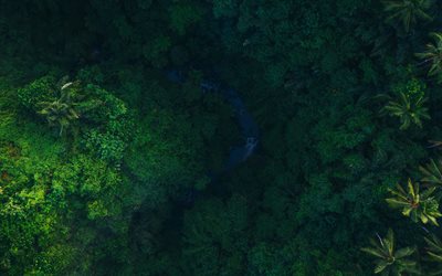 4k, Bali, aerial view, jungle, forest, trees, beautiful nature, Indonesia