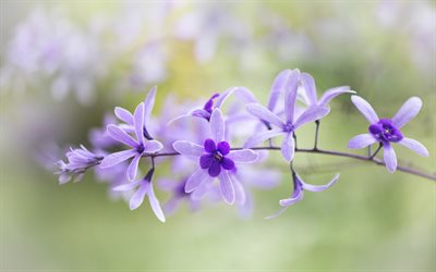 violetti petrea, bokeh, kauniit kukat, petreas, petrea volubilis, kuva petrealla, violetit kukat