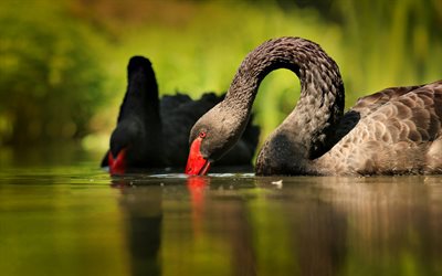 black swans, evening, sunset, lake, pair of black swans, black birds, swans, black swan drinking water