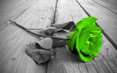 हरा गुलाब, मोनोक्रोम कला, मैक्रो, हरे फूल, गुलाब के फूल, सुंदर फूल, कलाकृति, हरे गुलाब के साथ तस्वीर, गुलाब के साथ पृष्ठभूमि, हरी कलियाँ