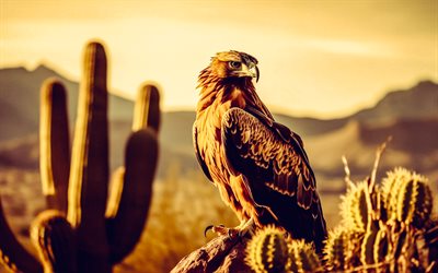 hawk, evening, sunset, birds of prey, wildlife, hawks, brown hawk, USA