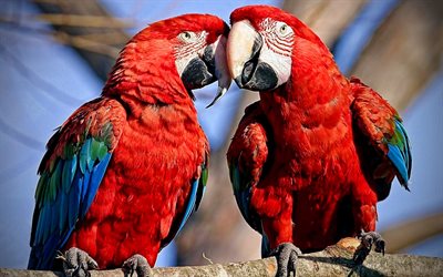 Scarlet macaw, pair of parrots, exotic birds, parrots, bokeh, parrots couple, red parrots, Ara macao, macaw