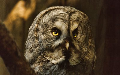 Strix, bird, portrait, owl, forest birds, earless owls, Strix nebulosa, Great gray owl, wood owls