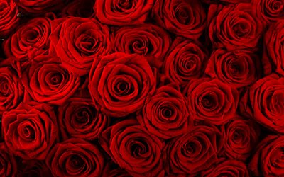 red roses, rosebuds, background with roses, rose petals, burgundy roses, roses background