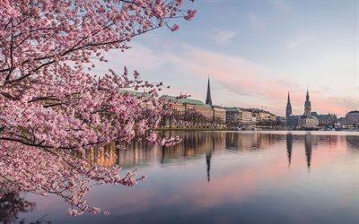 Inner Alster Lake, Hamburg, spring, evening, Binnenalster, sunset, cherry blossoms, spring landscape, Rathaus, Hamburg cityscape, Hamburg skyline, Germany