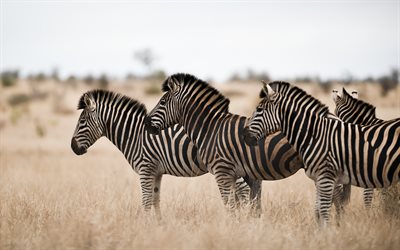 zèbres, afrique, soirée, coucher de soleil, désert, troupeau de zèbres, animaux sauvages, faune, animaux africains