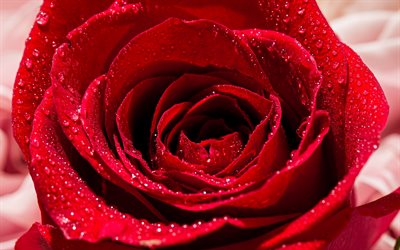 rote rosen bud, 4k, tau, makro, hintergründe mit rosen, schöne blumen, rosenhintergrund, nahaufnahme, rote rose, rosen