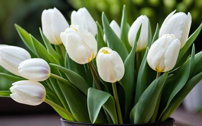 white tulips, 4k, close-up, buds, spring flowers, bouquet of tulips, beautiful flowers, spring, background with tulips, white flowers, white buds, tulips