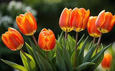 orange tulips, 4k, close-up, buds, spring flowers, bouquet of tulips, beautiful flowers, spring, background with tulips, orange flowers, orange buds, tulips