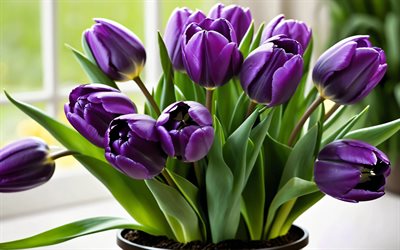 الزنبق البنفسجي, 4k, عن قرب, براعم, زهور الربيع, باقة من زهور التوليب, زهور جميلة, ربيع, الخلفية مع زهور التوليب, زهور البنفسج, براعم البنفسج, زهور التوليب