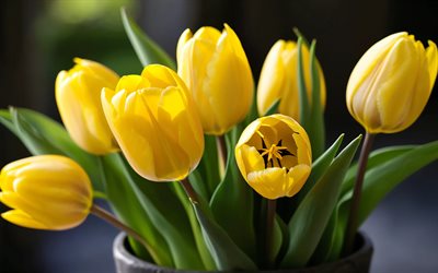 4k, yellow tulips, bokeh, buds, spring flowers, bouquet of tulips, beautiful flowers, spring, close-up, background with tulips, yellow flowers, yellow buds, tulips