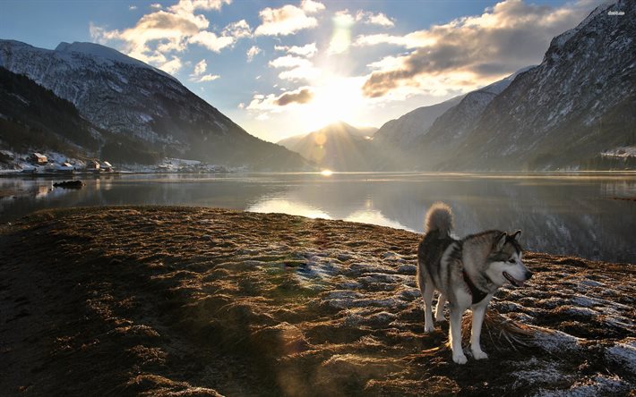 Alaskan Husky, perros, lago, puesta del sol, montañas, husky, Alaska, estados UNIDOS