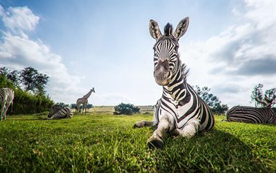 4k, zebror, giraffer, äng, savann, vilda djur, afrika, hippotigris, flock zebror, bilder med zebror
