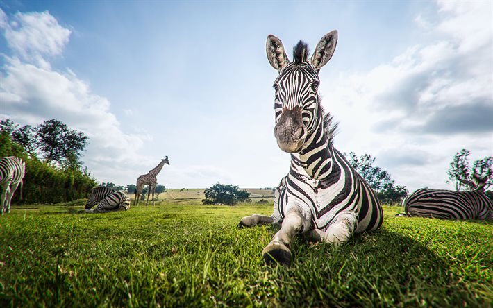 4k, zebras, girafas, prado, savana, vida selvagem, áfrica, hipotigris, manada de zebras, fotos com zebras