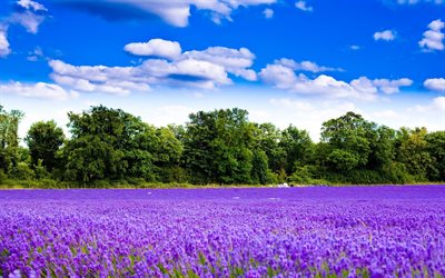 frankrike, sommar, lavendelfält, lila blommor, blå himmel, vacker natur, bilder med lavendel, europa