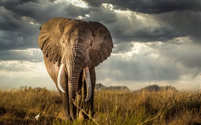 norsu, 4k, savanni, villieläimet, afrikka, loxodonta, kuvia norsulla, norsuja