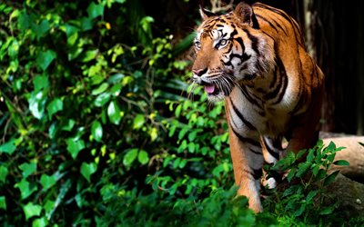 tigre en el bosque, depredador, cazador, tigre, vida silvestre, imágenes de tigres, animales peligrosos, bosque, tigres