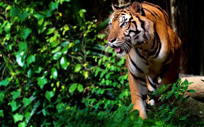 tiger im wald, raubtier, jäger, tiger, wild lebende tiere, tigerbilder, gefährliche tiere, wald