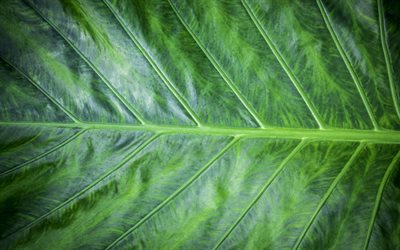 녹색 잎 질감, 자연스러운 질감, 녹색 잎 매크로, 생태학, 녹색 질감, 녹색 잎, 환경, 녹색 잎 배경